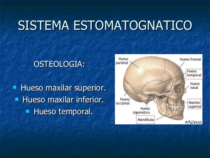 Sistema Estomatognatico Pdf